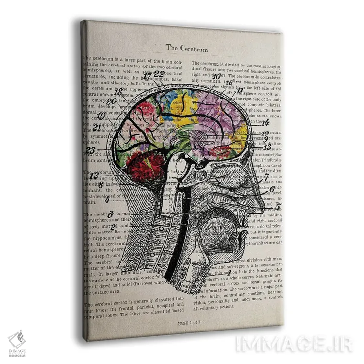 تابلو چاپ کلاژ مغز با گل (آناتومی) اثر پیکسل کهنه (استودیو/نام هنری) - نمای پرسپکتیو محصول