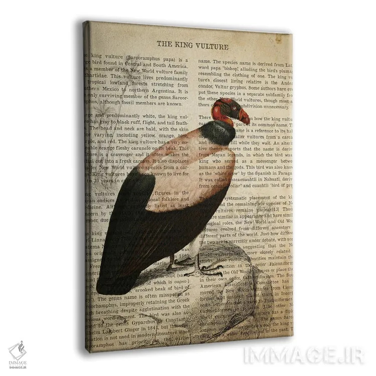 تابلو چاپ وینتیج کرکس پادشاه اثر پیکسل کهنه (استودیو/نام هنری) - نمای پرسپکتیو محصول