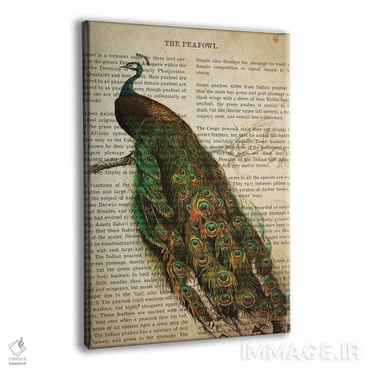 تابلو چاپ وینتیج طاووس اثر پیکسل کهنه (استودیو/نام هنری) - نمای پرسپکتیو محصول