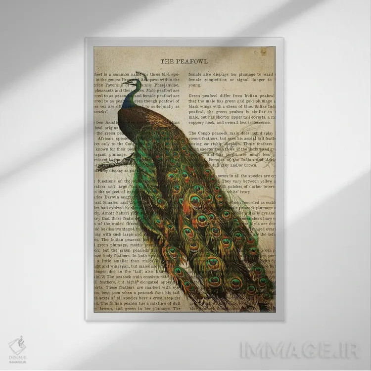 تابلو چاپ وینتیج طاووس اثر پیکسل کهنه (استودیو/نام هنری) - نمای قابدار سفید