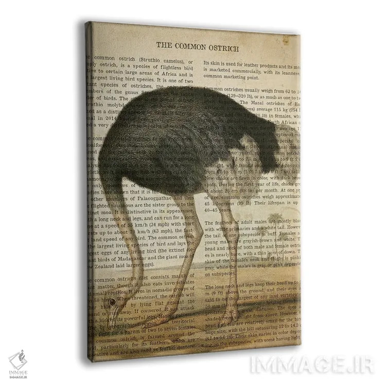 تابلو چاپ وینتیج شترمرغ معمولی اثر پیکسل کهنه (استودیو/نام هنری) - نمای پرسپکتیو محصول