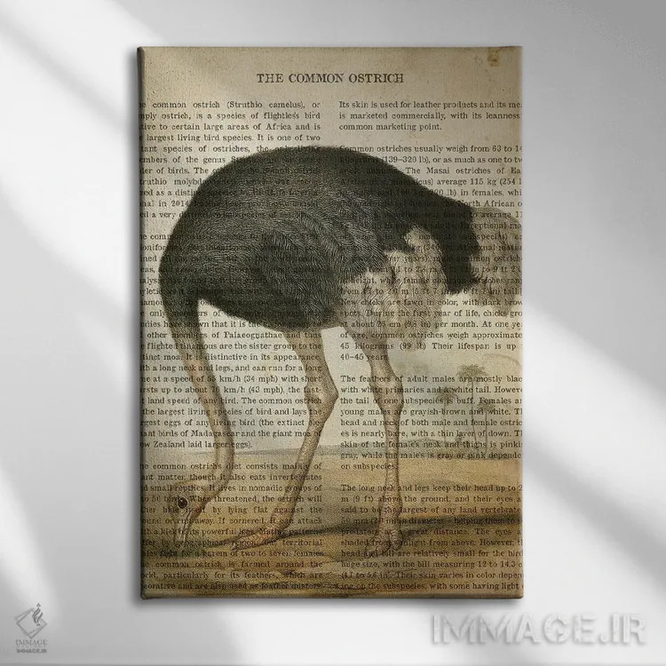 تابلو چاپ وینتیج شترمرغ معمولی اثر پیکسل کهنه (استودیو/نام هنری) - نمای روبهرو روی دیوار