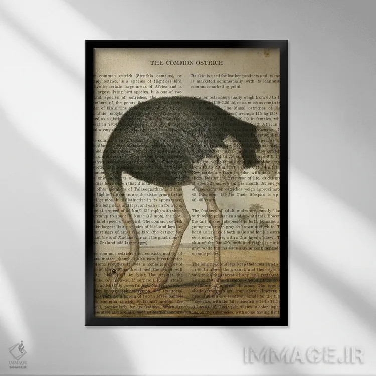 تابلو چاپ وینتیج شترمرغ معمولی اثر پیکسل کهنه (استودیو/نام هنری) - نمای قابدار مشکی