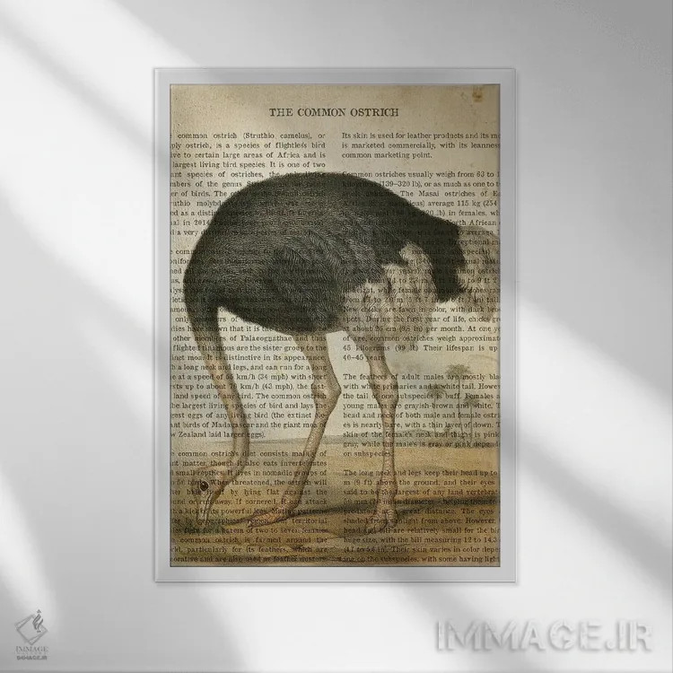 تابلو چاپ وینتیج شترمرغ معمولی اثر پیکسل کهنه (استودیو/نام هنری) - نمای قابدار سفید