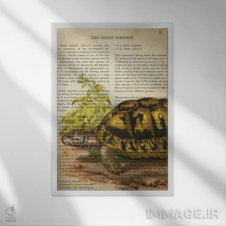 تابلو چاپ وینتیج لاکپشت یونانی اثر پیکسل کهنه (استودیو/نام هنری) - نمای قابدار سفید