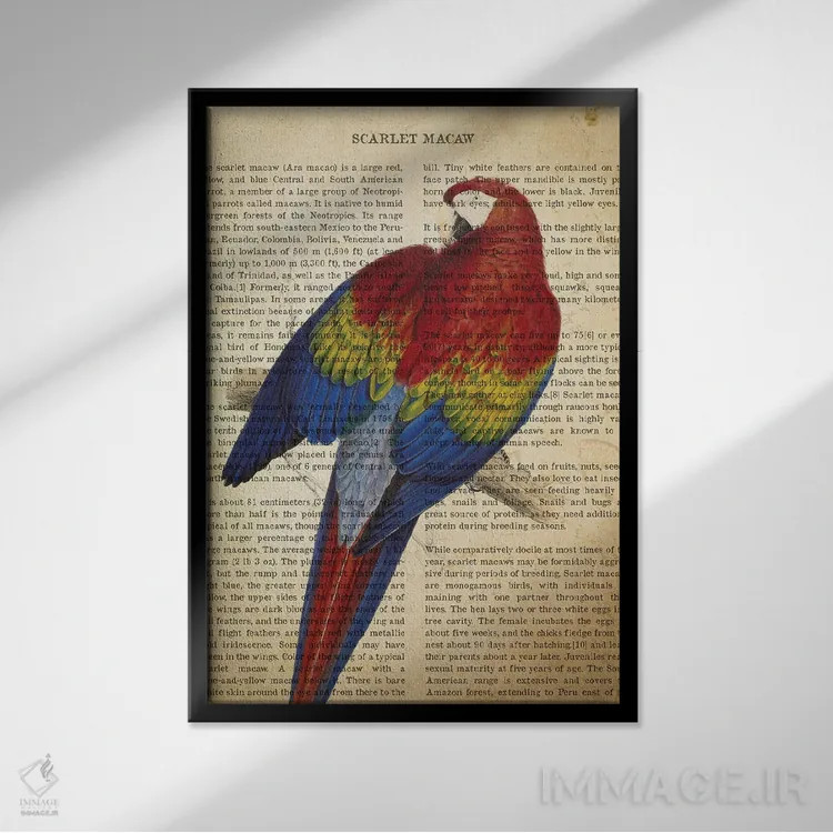 تابلو چاپ وینتیج ماکائوی اسکارلت (سرخرنگ) اثر پیکسل کهنه (استودیو/نام هنری) - نمای قابدار مشکی