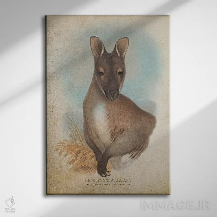 تابلو والابی بنت (چاپ وینتیج) اثر پیکسل کهنه (استودیو/نام هنری) - نمای روبهرو روی دیوار