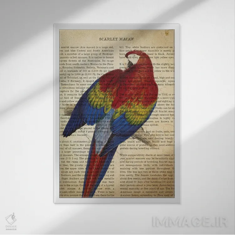 تابلو چاپ وینتیج ماکائوی اسکارلت (سرخرنگ) اثر پیکسل کهنه (استودیو/نام هنری) - نمای قابدار سفید