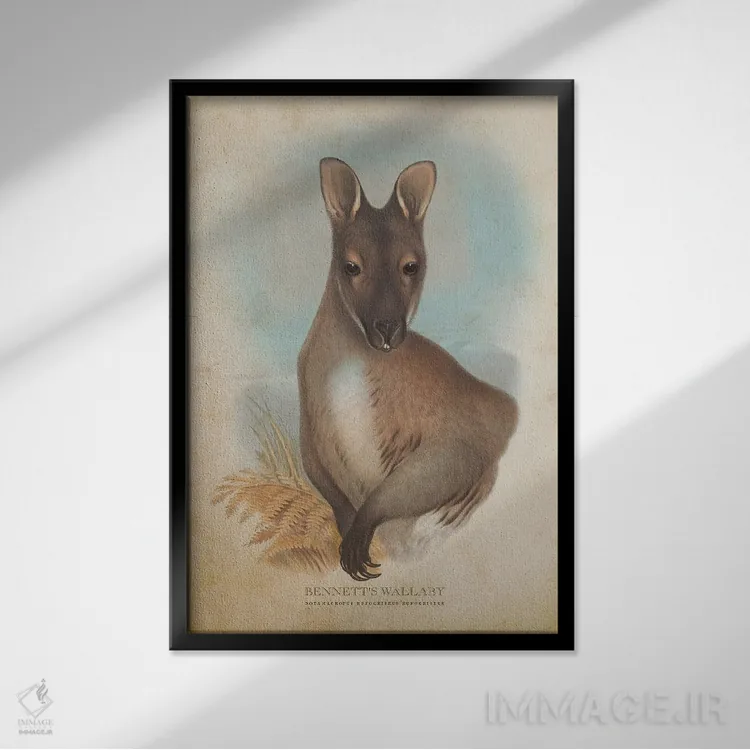 تابلو والابی بنت (چاپ وینتیج) اثر پیکسل کهنه (استودیو/نام هنری) - نمای قابدار مشکی