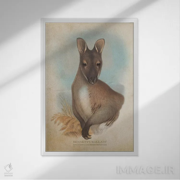 تابلو والابی بنت (چاپ وینتیج) اثر پیکسل کهنه (استودیو/نام هنری) - نمای قابدار سفید