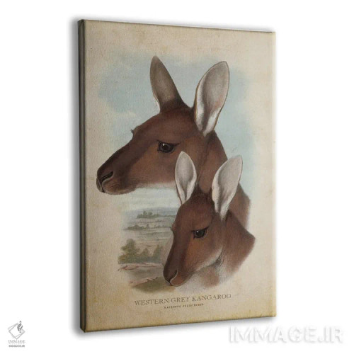 تابلو کانگوروی خاکستری غربی (چاپ وینتیج) اثر پیکسل کهنه (استودیو/نام هنری) - نمای پرسپکتیو محصول