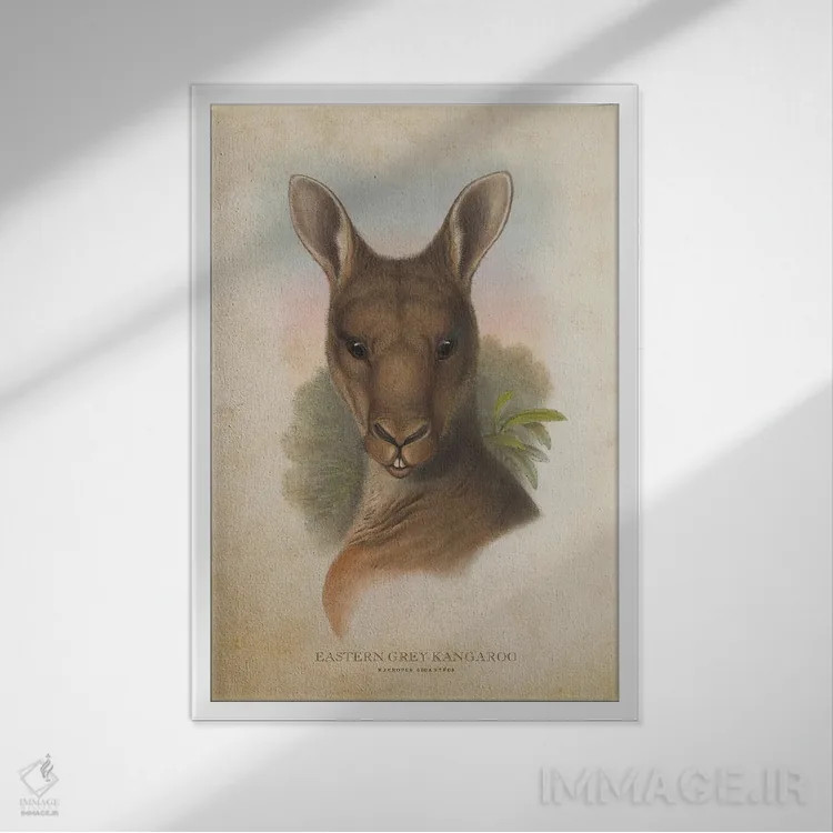 تابلو کانگوروی خاکستری شرقی (چاپ وینتیج) اثر پیکسل کهنه (استودیو/نام هنری) - نمای قابدار سفید