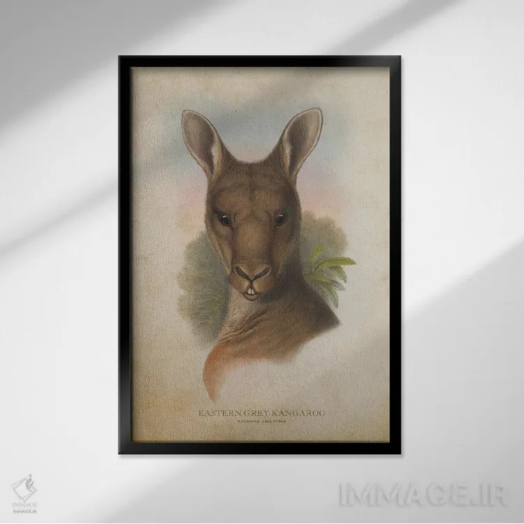تابلو کانگوروی خاکستری شرقی (چاپ وینتیج) اثر پیکسل کهنه (استودیو/نام هنری) - نمای قابدار مشکی