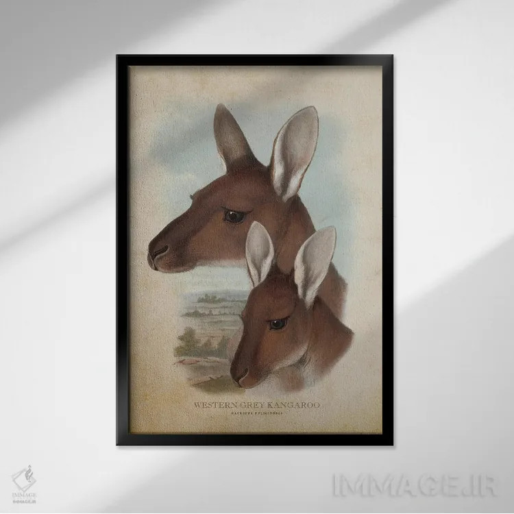 تابلو کانگوروی خاکستری غربی (چاپ وینتیج) اثر پیکسل کهنه (استودیو/نام هنری) - نمای قابدار مشکی