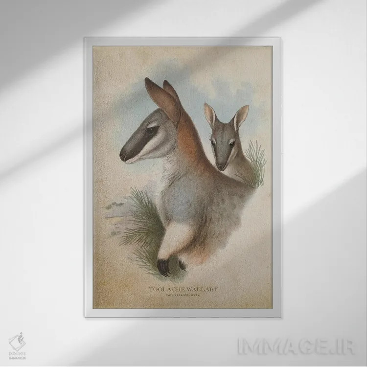 تابلو والابی تولاش (چاپ وینتیج) اثر پیکسل کهنه (استودیو/نام هنری) - نمای قابدار سفید