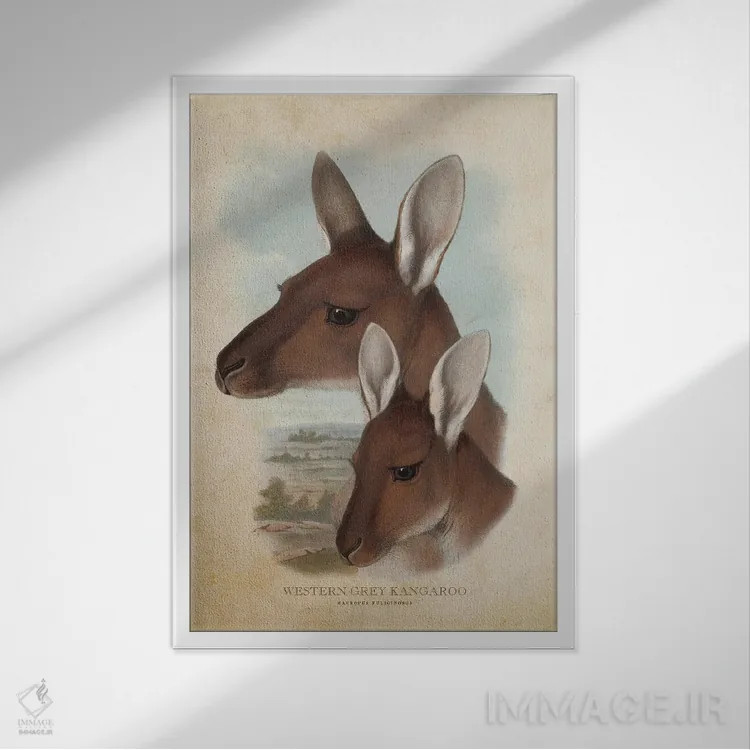 تابلو کانگوروی خاکستری غربی (چاپ وینتیج) اثر پیکسل کهنه (استودیو/نام هنری) - نمای قابدار سفید