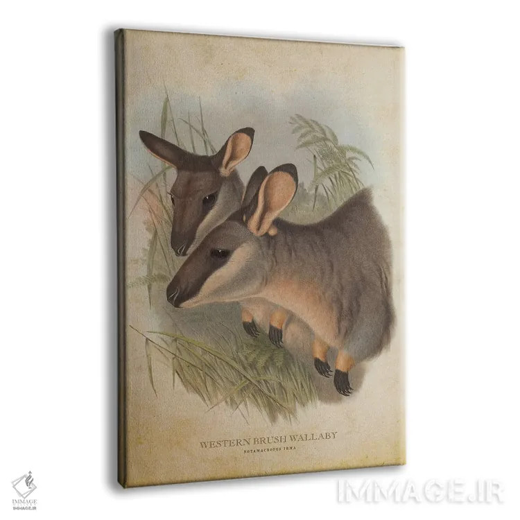 تابلو والابی بیشهای غربی (چاپ وینتیج) اثر پیکسل کهنه (استودیو/نام هنری) - نمای پرسپکتیو محصول