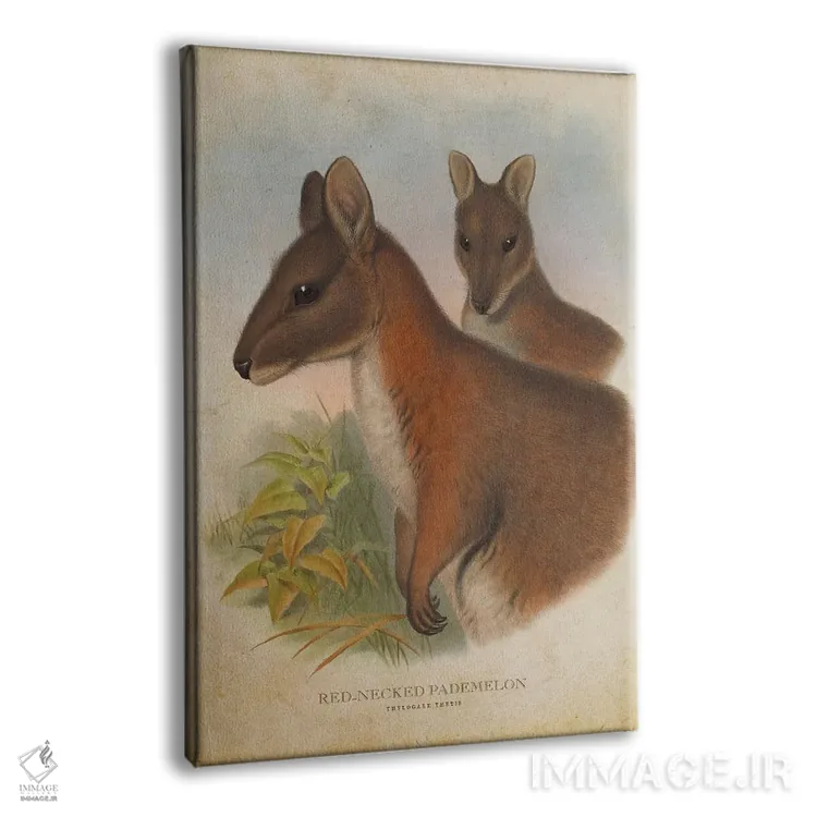 تابلو پادملون گردنقرمز (چاپ وینتیج) اثر پیکسل کهنه (استودیو/نام هنری) - نمای پرسپکتیو محصول