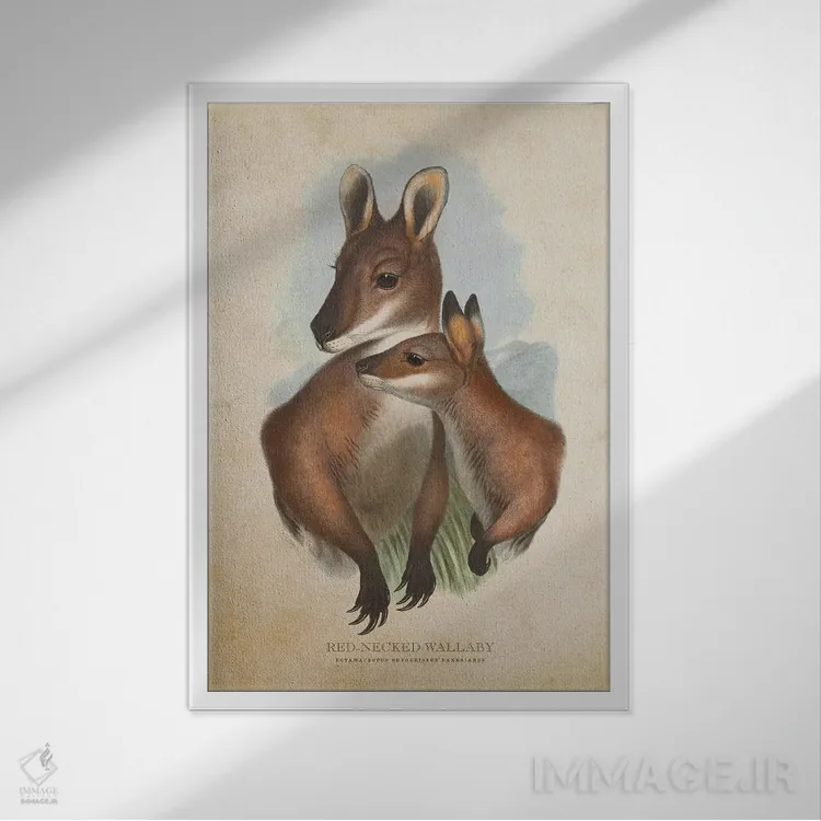 تابلو والابی گردنقرمز (چاپ وینتیج) اثر پیکسل کهنه (استودیو/نام هنری) - نمای قابدار سفید