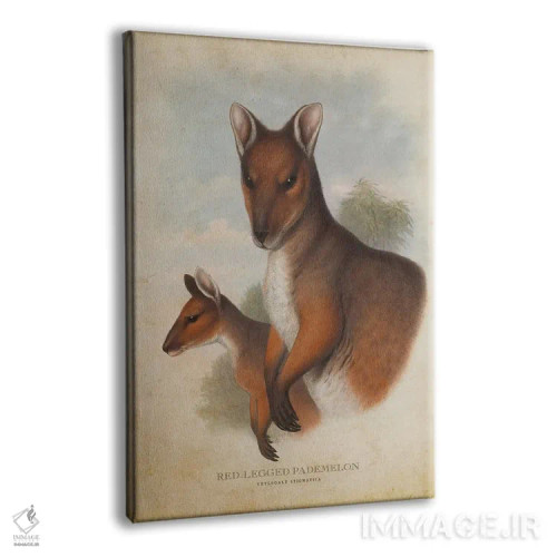 تابلو پادملون پاقرمز (چاپ وینتیج) اثر پیکسل کهنه (استودیو/نام هنری) - نمای پرسپکتیو محصول