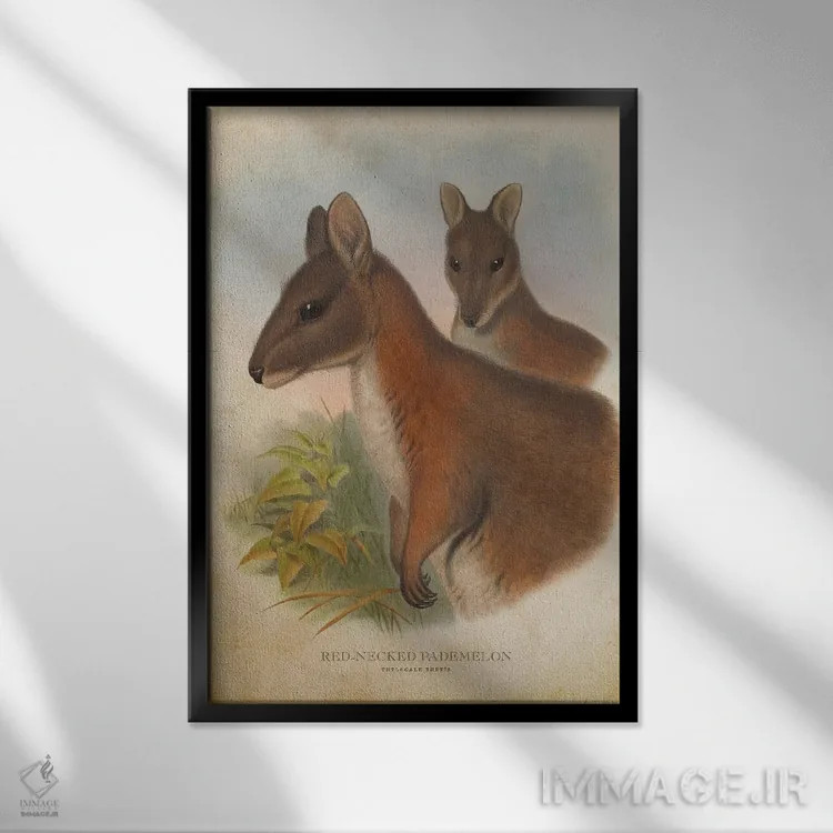 تابلو پادملون گردنقرمز (چاپ وینتیج) اثر پیکسل کهنه (استودیو/نام هنری) - نمای قابدار مشکی