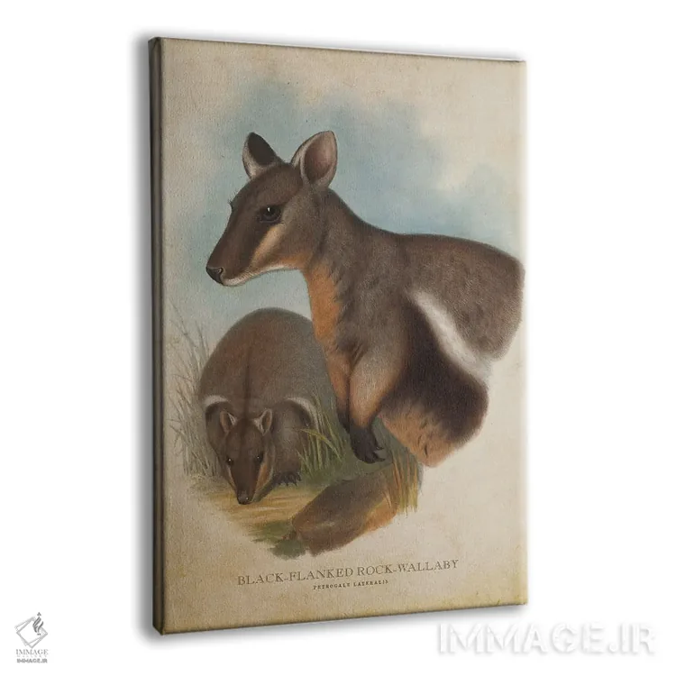 تابلو والابی صخرهای پهلوسیاه (چاپ وینتیج) اثر پیکسل کهنه (استودیو/نام هنری) - نمای پرسپکتیو محصول