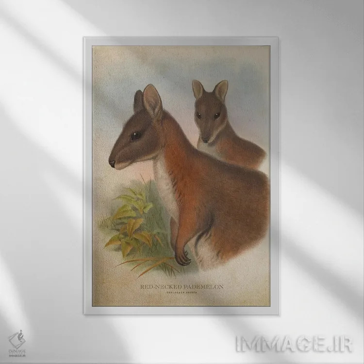 تابلو پادملون گردنقرمز (چاپ وینتیج) اثر پیکسل کهنه (استودیو/نام هنری) - نمای قابدار سفید