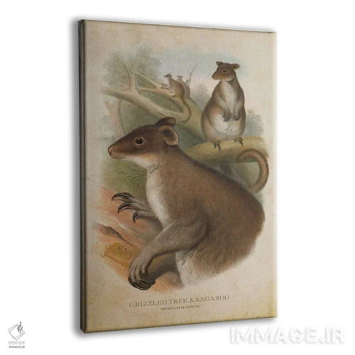تابلو کانگوروی درختی خاکستری (چاپ وینتیج) اثر پیکسل کهنه (استودیو/نام هنری) - نمای پرسپکتیو محصول