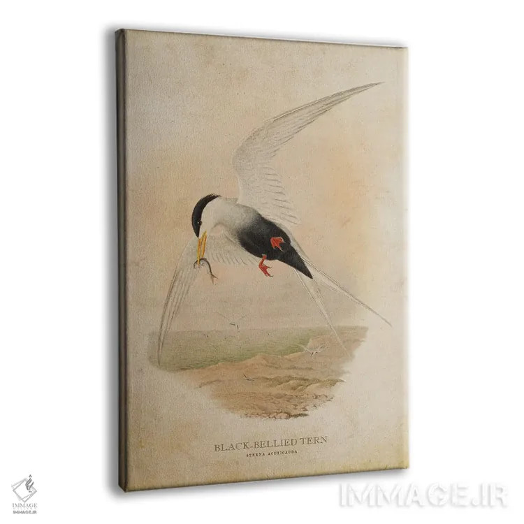 تابلو پرستوی دریایی شکمسیاه (وینتیج) اثر پیکسل کهنه (استودیو/نام هنری) - نمای پرسپکتیو محصول