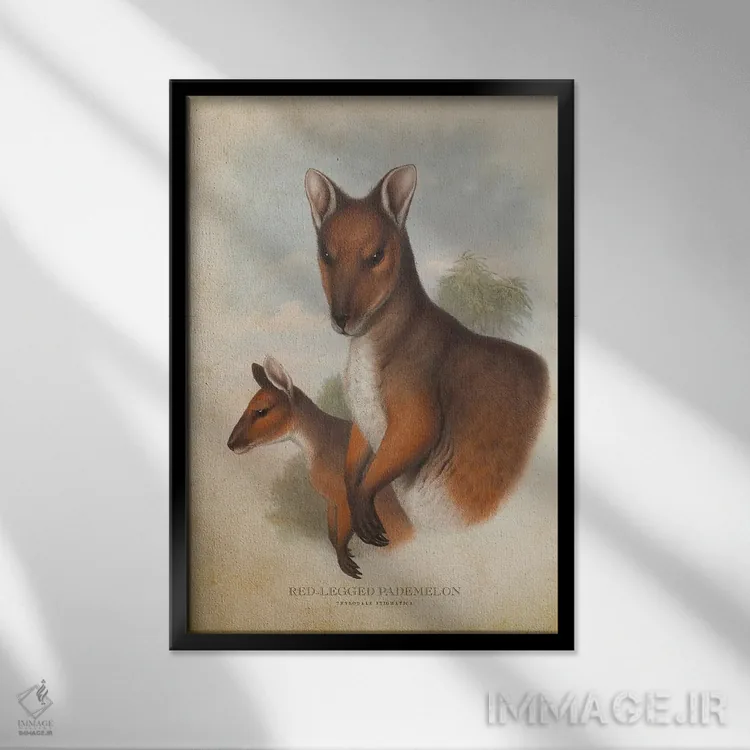 تابلو پادملون پاقرمز (چاپ وینتیج) اثر پیکسل کهنه (استودیو/نام هنری) - نمای قابدار مشکی