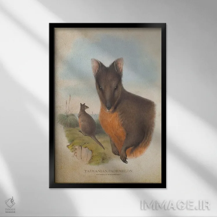 تابلو پادملون تاسمانیایی (چاپ وینتیج) اثر پیکسل کهنه (استودیو/نام هنری) - نمای قابدار مشکی