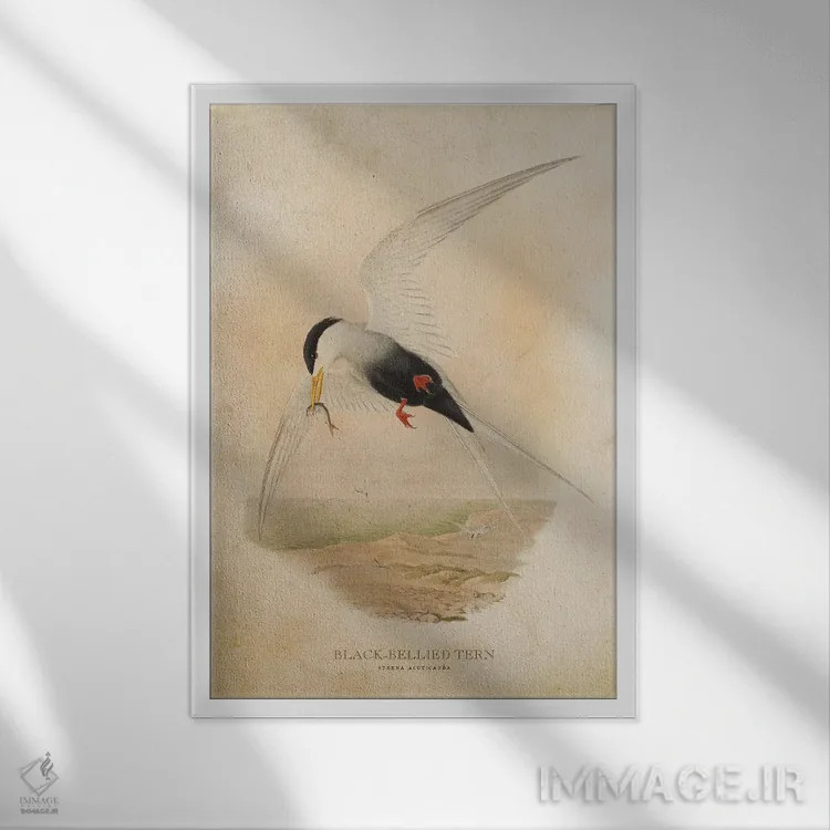 تابلو پرستوی دریایی شکمسیاه (وینتیج) اثر پیکسل کهنه (استودیو/نام هنری) - نمای قابدار سفید