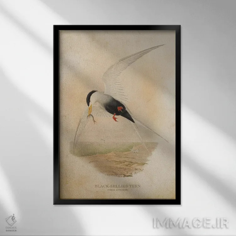 تابلو پرستوی دریایی شکمسیاه (وینتیج) اثر پیکسل کهنه (استودیو/نام هنری) - نمای قابدار مشکی