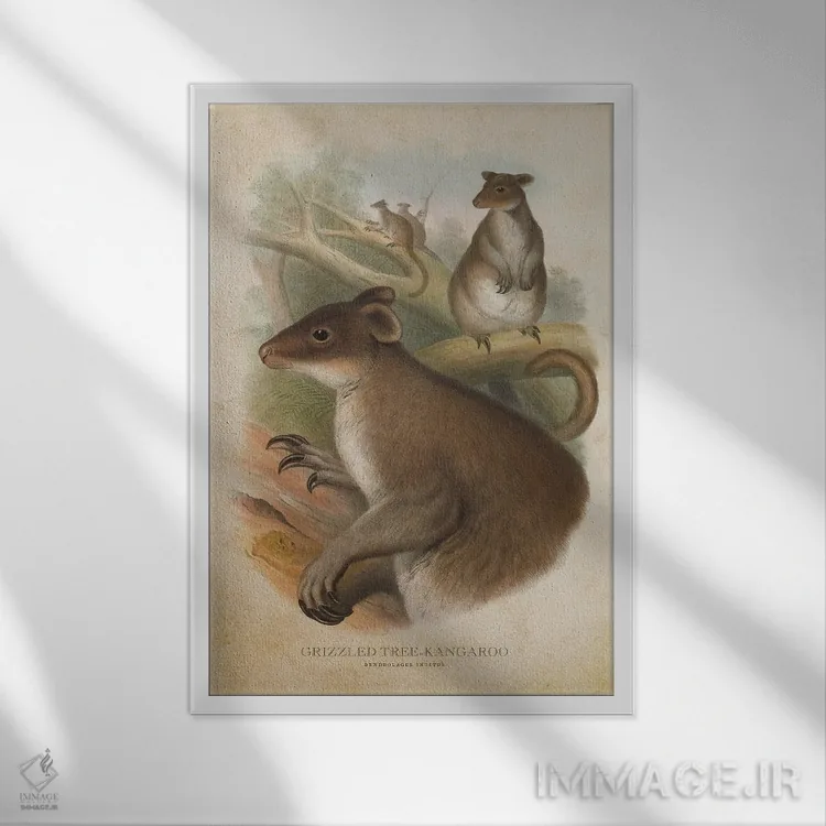 تابلو کانگوروی درختی خاکستری (چاپ وینتیج) اثر پیکسل کهنه (استودیو/نام هنری) - نمای قابدار سفید