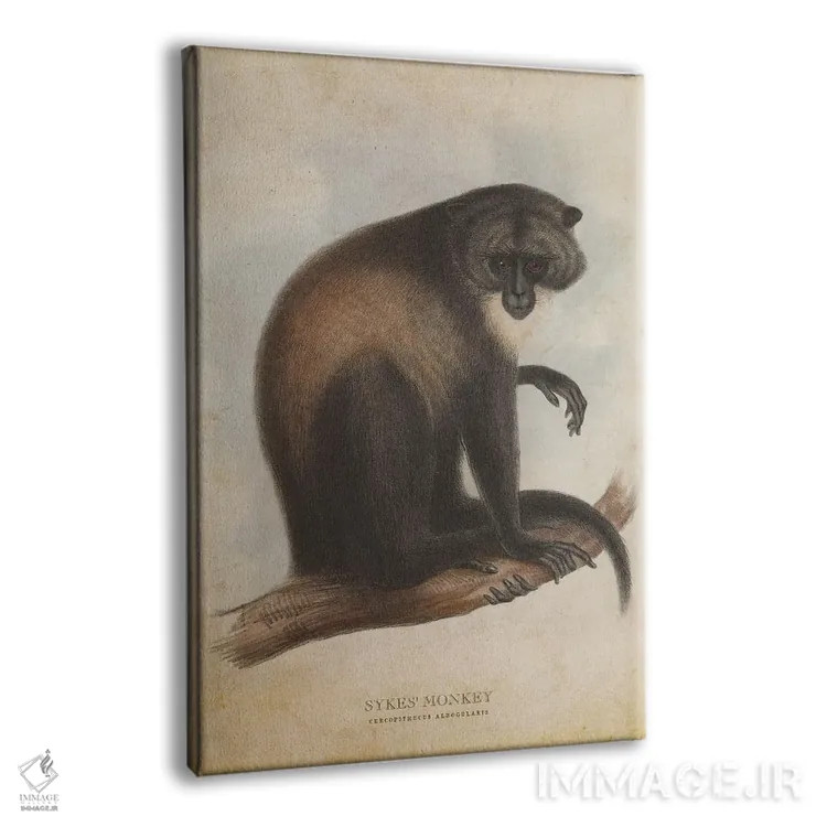 تابلو میمون سایکس (وینتیج) اثر پیکسل کهنه (استودیو/نام هنری) - نمای پرسپکتیو محصول