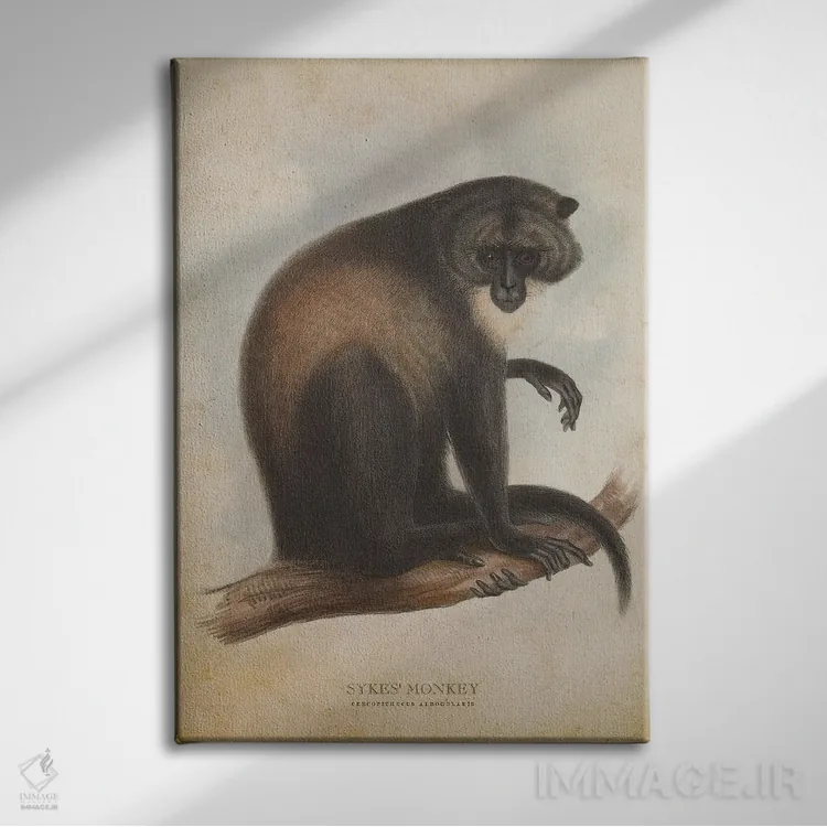تابلو میمون سایکس (وینتیج) اثر پیکسل کهنه (استودیو/نام هنری) - نمای روبهرو روی دیوار