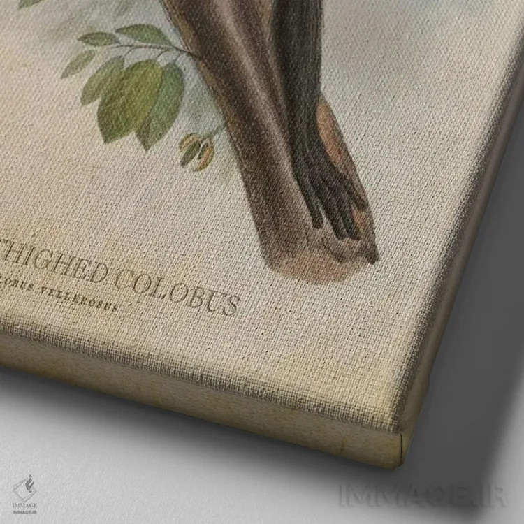 تابلو کولوبوس رانسفید (وینتیج) (میمون آفریقایی) اثر پیکسل کهنه (استودیو/نام هنری) - نمای نزدیک بافت بوم