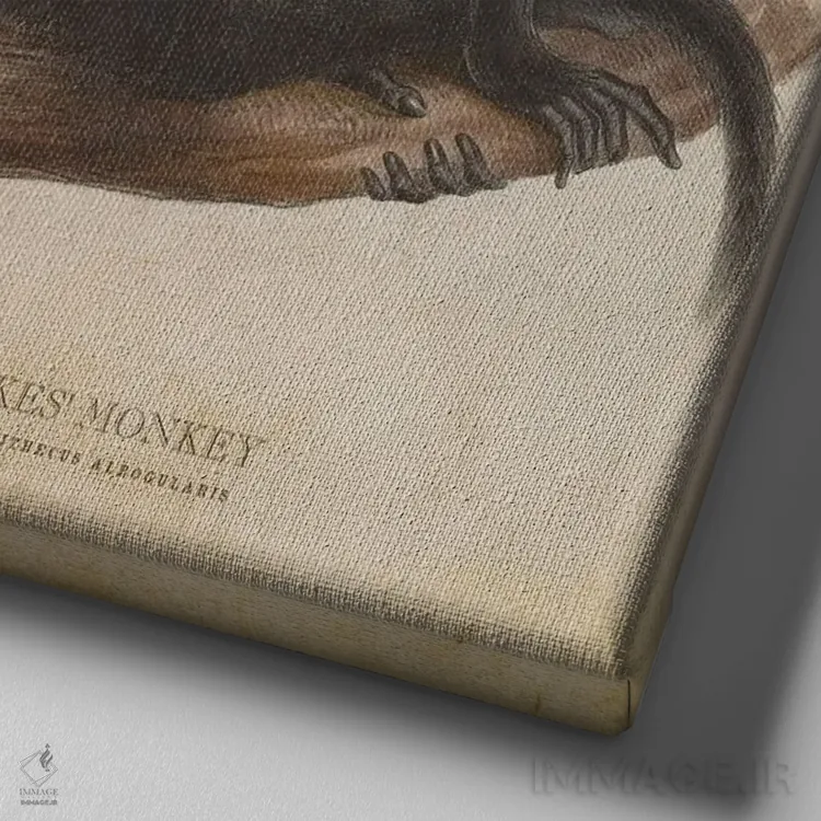 تابلو میمون سایکس (وینتیج) اثر پیکسل کهنه (استودیو/نام هنری) - نمای نزدیک بافت بوم