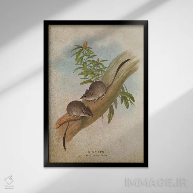 تابلو کولتر (وینتیج) (کیسهدار کوچک استرالیایی) اثر پیکسل کهنه (استودیو/نام هنری) - نمای قابدار مشکی