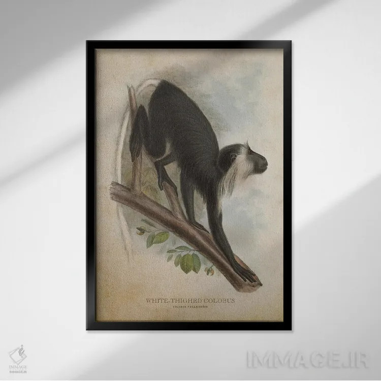 تابلو کولوبوس رانسفید (وینتیج) (میمون آفریقایی) اثر پیکسل کهنه (استودیو/نام هنری) - نمای قابدار مشکی