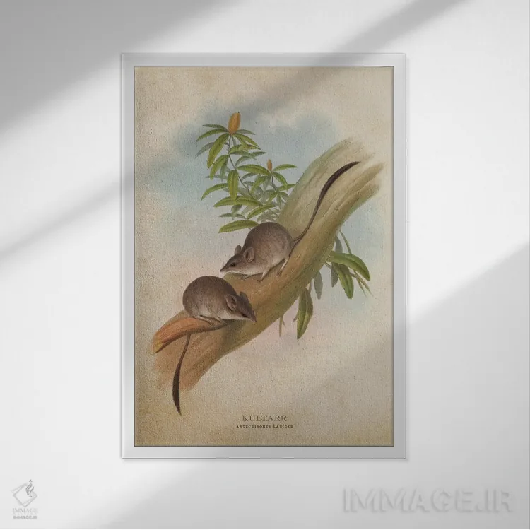 تابلو کولتر (وینتیج) (کیسهدار کوچک استرالیایی) اثر پیکسل کهنه (استودیو/نام هنری) - نمای قابدار سفید