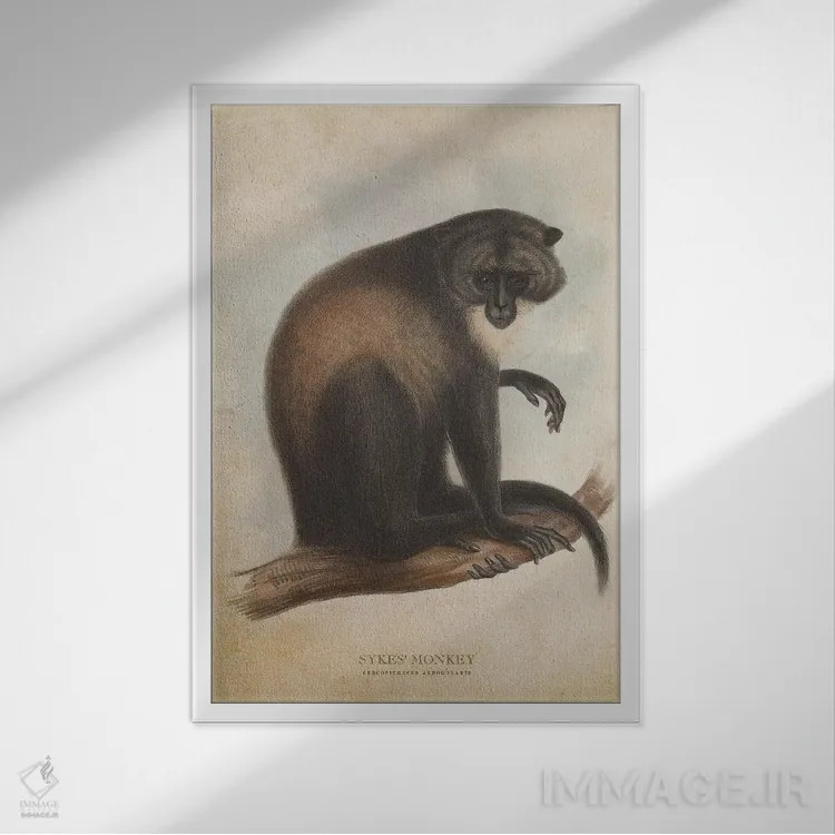 تابلو میمون سایکس (وینتیج) اثر پیکسل کهنه (استودیو/نام هنری) - نمای قابدار سفید