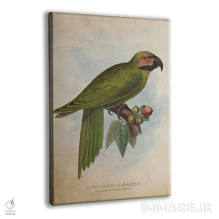 تابلو طوطی کوچک دمبلند (وینتیج) اثر پیکسل کهنه (استودیو/نام هنری) - نمای پرسپکتیو محصول