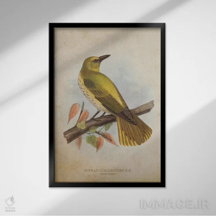 تابلو زرشکنوک طلایی هندی (وینتیج) اثر پیکسل کهنه (استودیو/نام هنری) - نمای قابدار مشکی