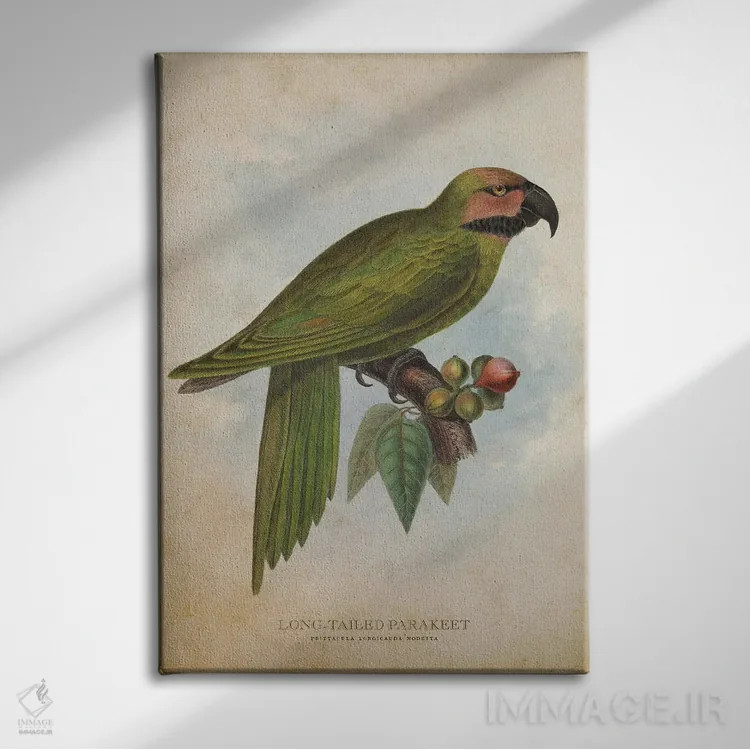 تابلو طوطی کوچک دمبلند (وینتیج) اثر پیکسل کهنه (استودیو/نام هنری) - نمای روبهرو روی دیوار