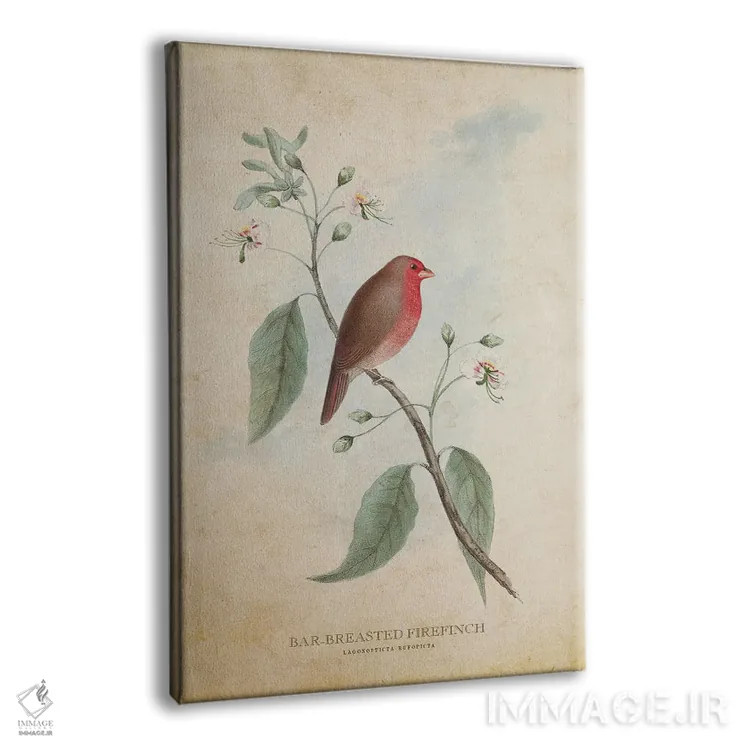 تابلو فنچ آتشی سینهراهراه (وینتیج) اثر پیکسل کهنه (استودیو/نام هنری) - نمای پرسپکتیو محصول