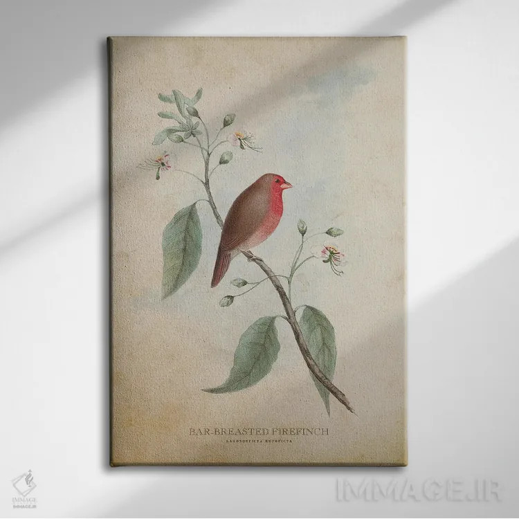 تابلو فنچ آتشی سینهراهراه (وینتیج) اثر پیکسل کهنه (استودیو/نام هنری) - نمای روبهرو روی دیوار