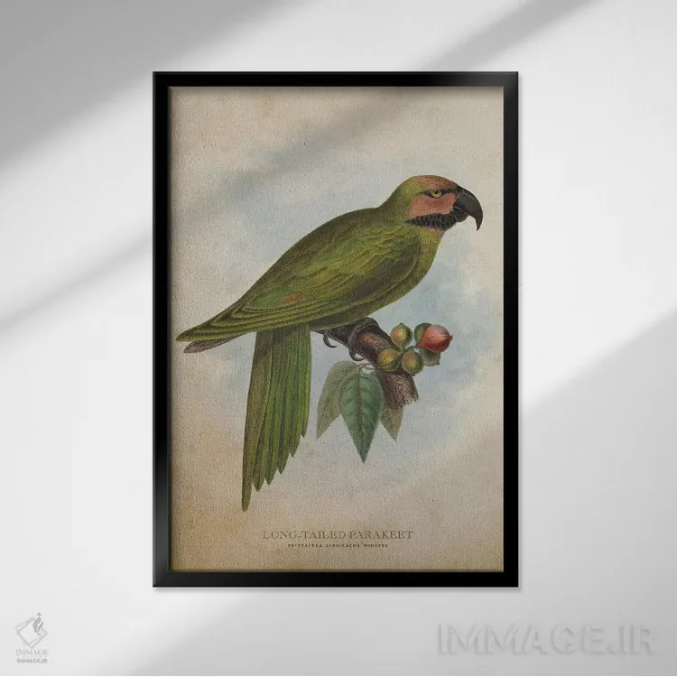 تابلو طوطی کوچک دمبلند (وینتیج) اثر پیکسل کهنه (استودیو/نام هنری) - نمای قابدار مشکی