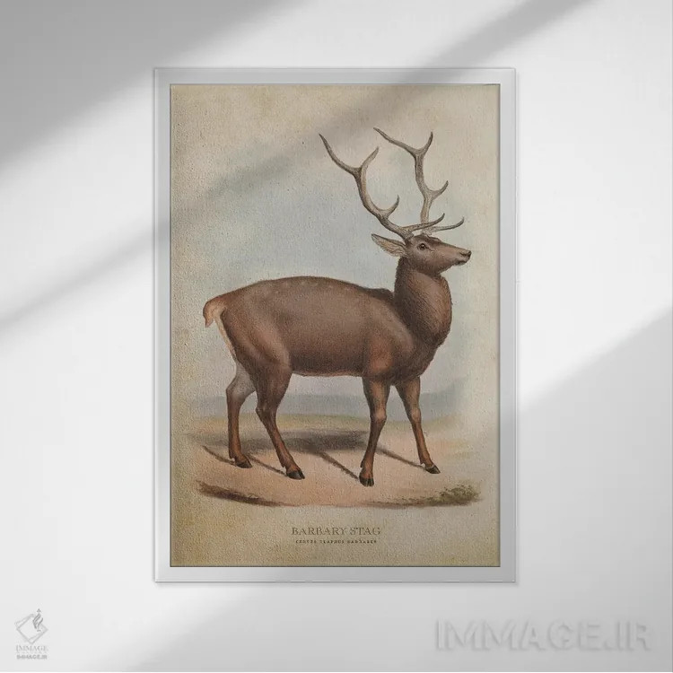 تابلو گوزن بربر (وینتیج) اثر پیکسل کهنه (استودیو/نام هنری) - نمای قابدار سفید