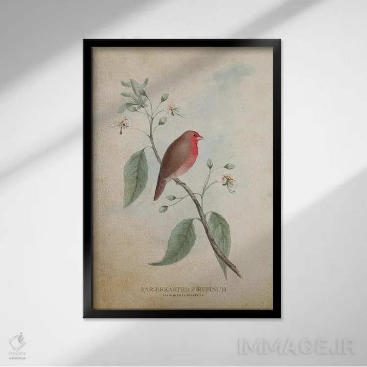 تابلو فنچ آتشی سینهراهراه (وینتیج) اثر پیکسل کهنه (استودیو/نام هنری) - نمای قابدار مشکی